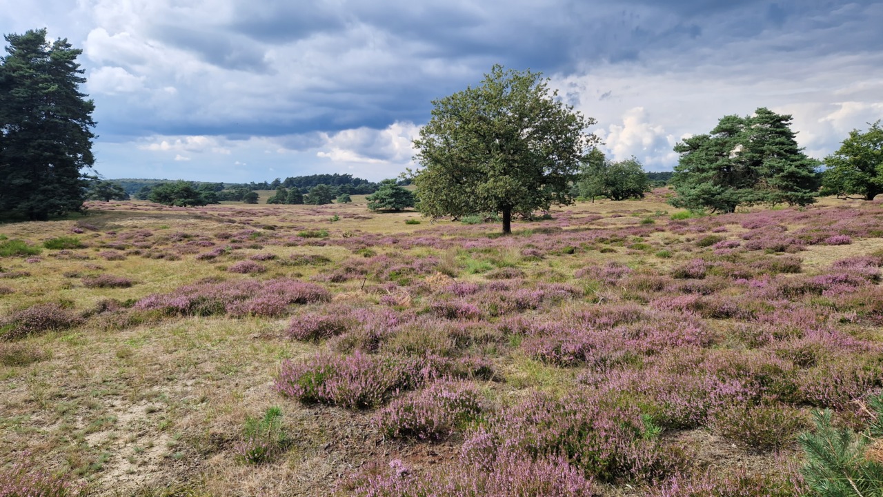 Hoge-Veluwe (Velosophie) - Aug/Sept 2023